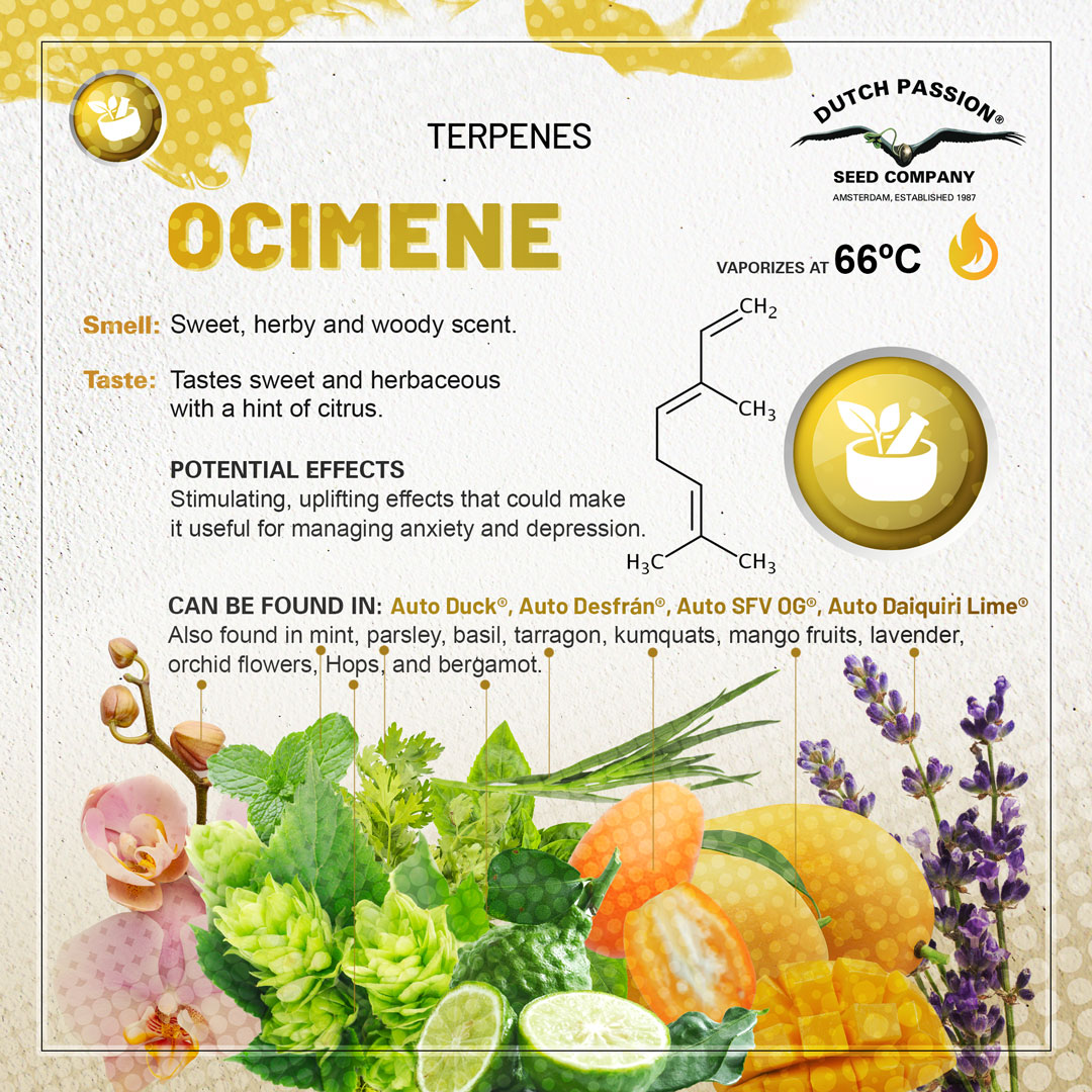 Ocimene cannabis terpene chart