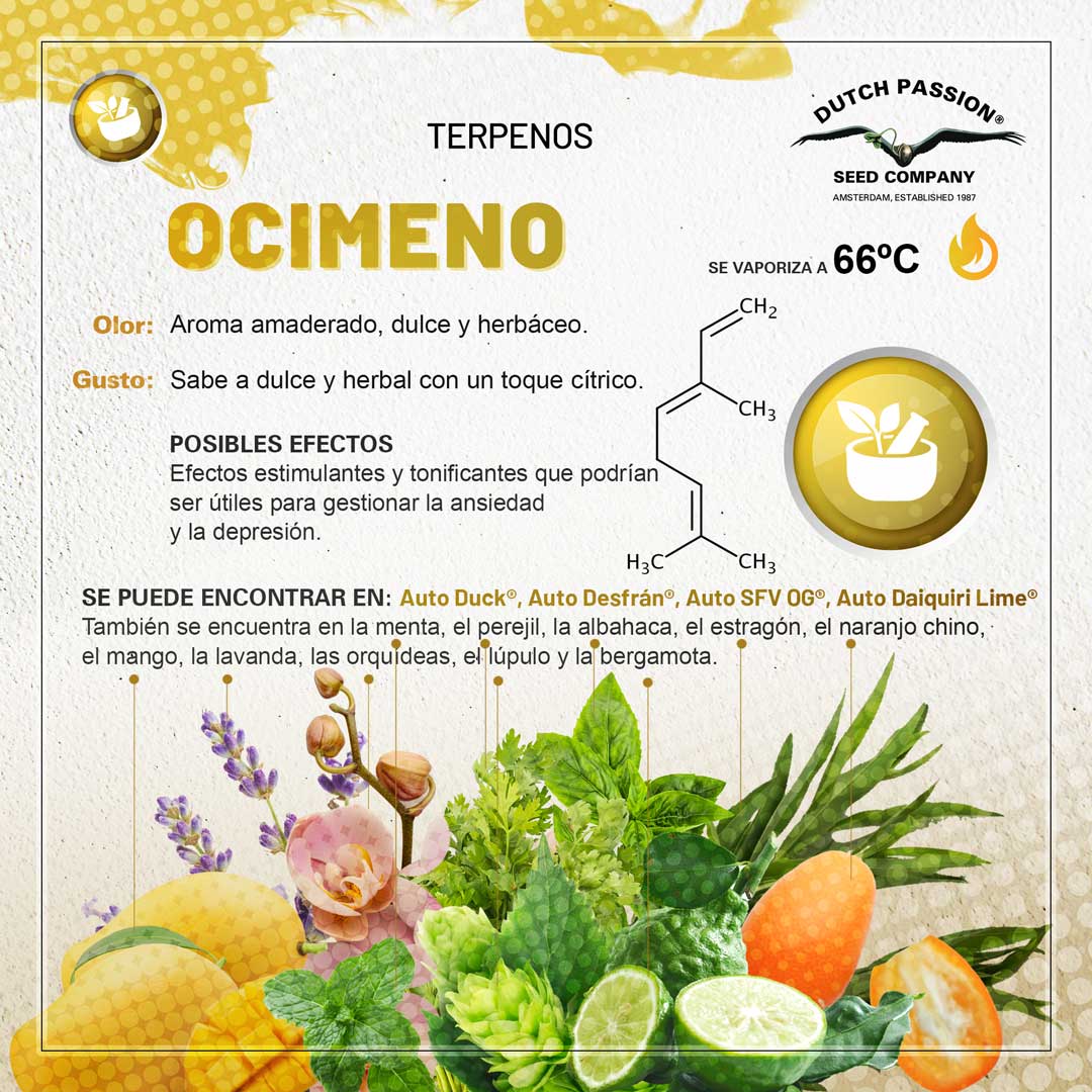 Ocimeno: Guia de olor gusto y efectos