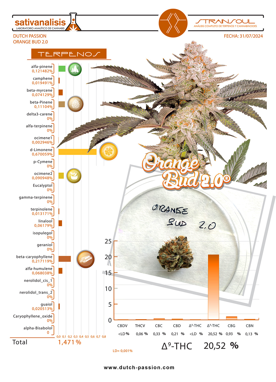 Orange Bud 2.0, lab-verified 1.5% terpenes and 20%+ THC levels