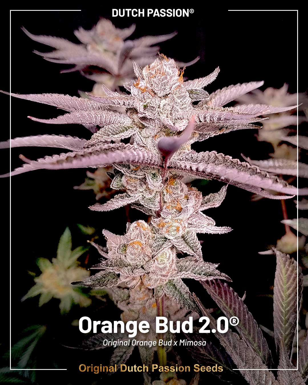 Orange Bud 2 the epic new version of an old school classic