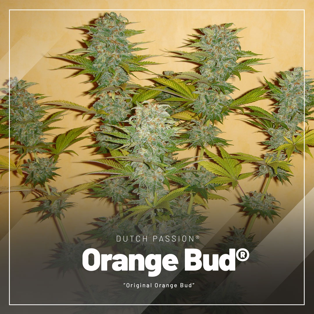 Orange-Bud-regular-seeds-from-Dutch-Passion