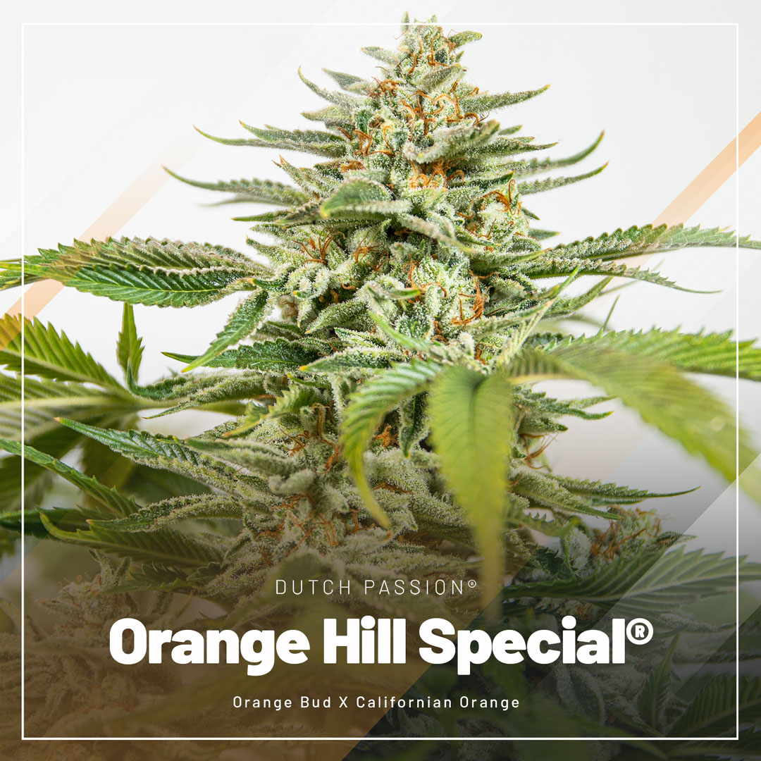 Orange-Hill-Special-for-the-highest-THC-levels