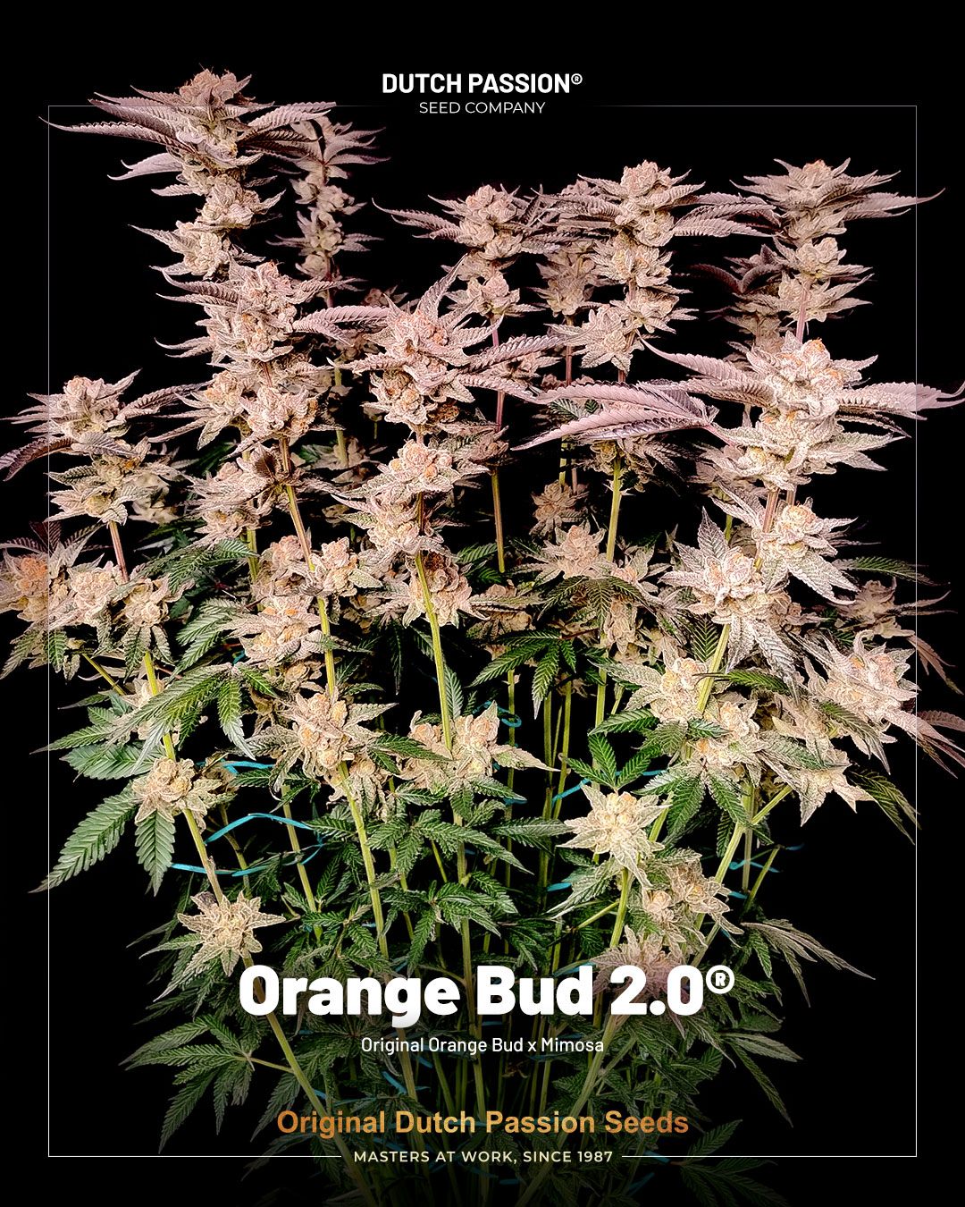 Orange bud 2 the amazing updated version of the classic orange bud