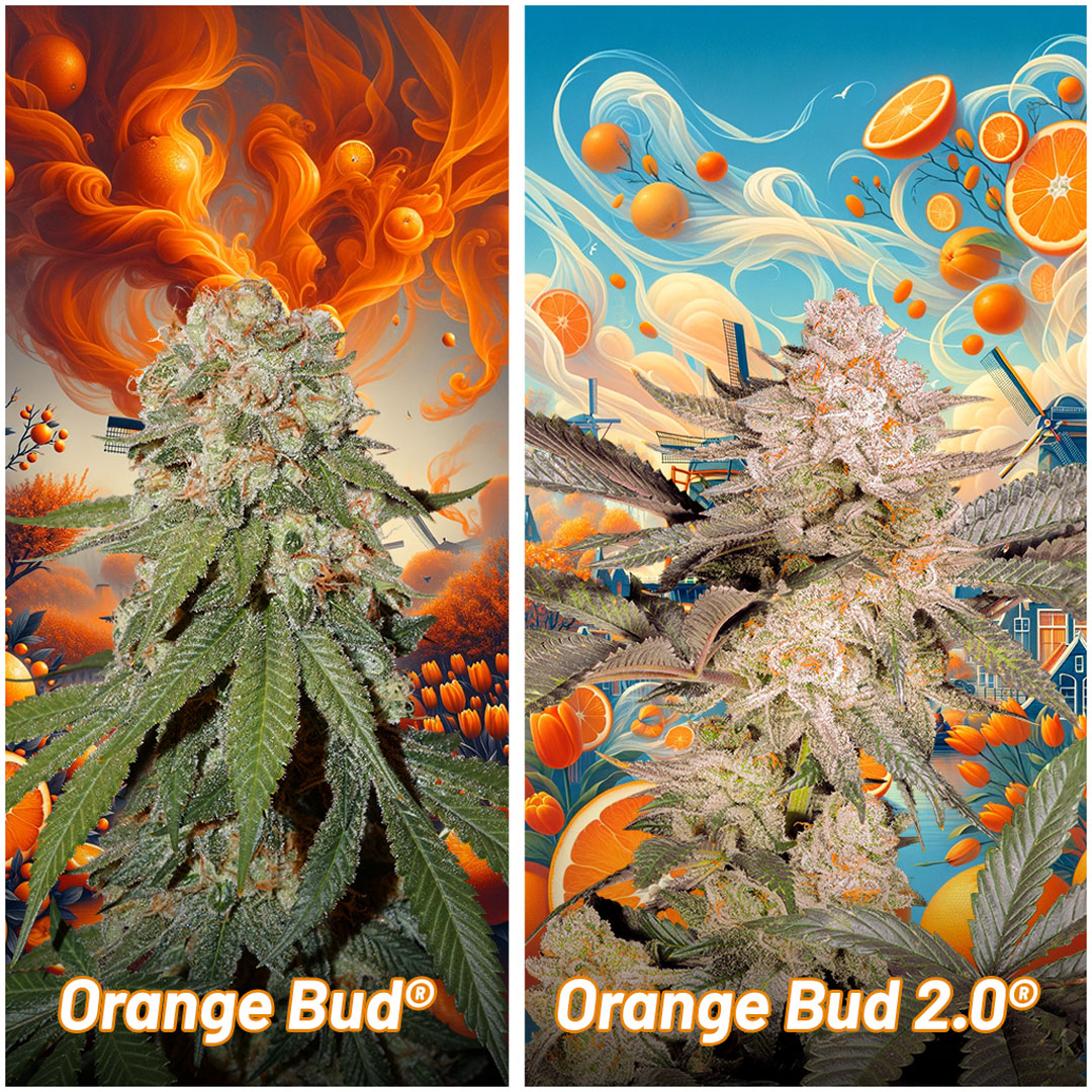 Orange-bud-vs-orange-bud-2-point-0.
