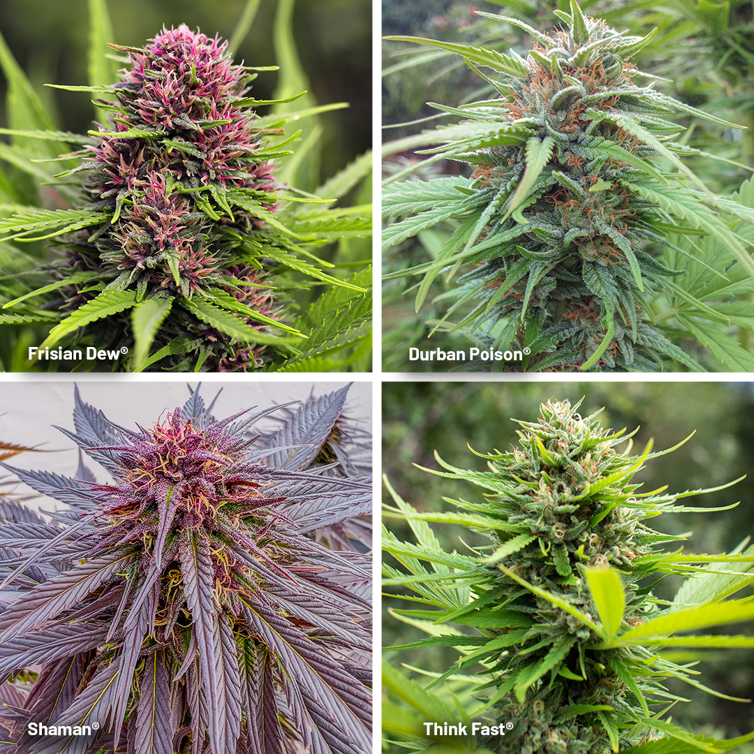 Outdoor-cannabis-strains-for-cold-climates