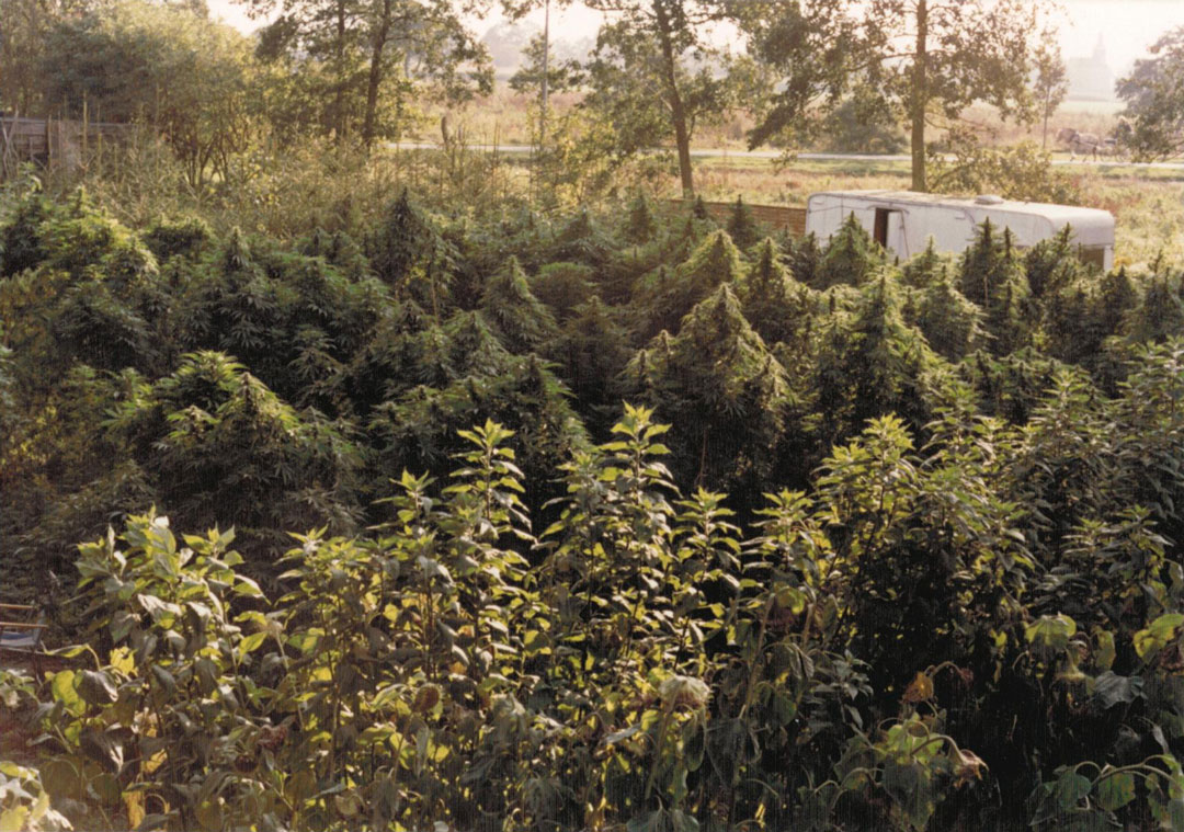 Outdoor-growing-breeding-dutch-passion-outdoor-cannabis-varieties