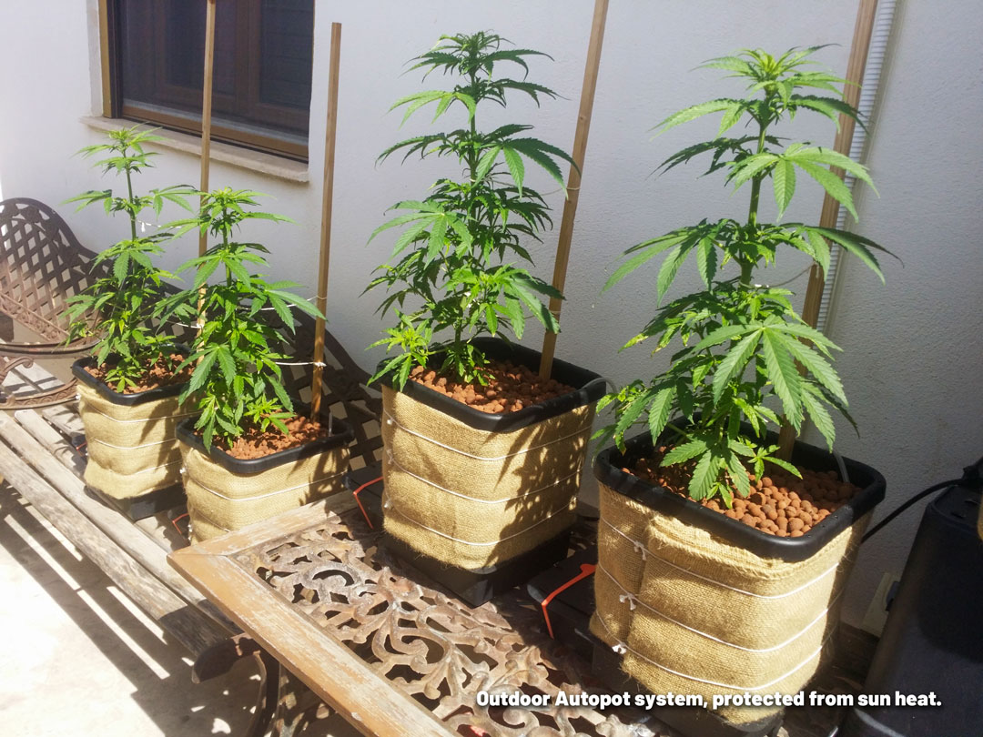 Outdoor-grown-plants-with-automatic-water-system-and-sun-protection