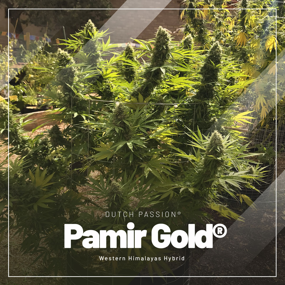 Pamir-Gold-an-extra-tough-feminised-outdoor-seed-choice