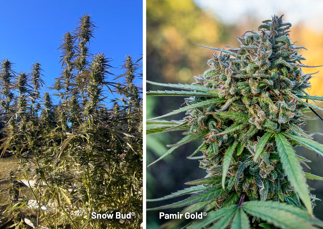 Pamir-Gold-and-Snow-Bud-the-high-altitude-outdoor-cannabis-strains