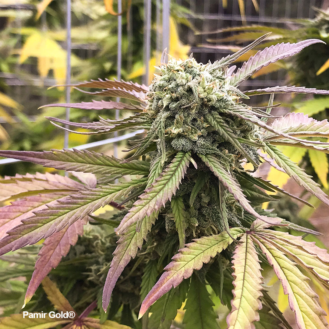 Pamir-Gold-colourfull-frosty-bud-grown-at-high-altitude