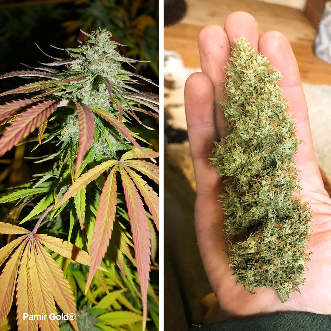 Pamir-Gold-colourfull-frosty-bud-grown-at-high-altitude-colours