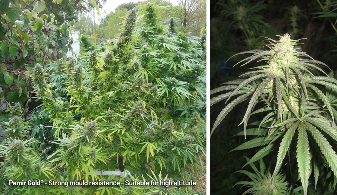 Pamir Gold hat eine starke Schimmelresistenz und eignet sich für große Höhenlagen