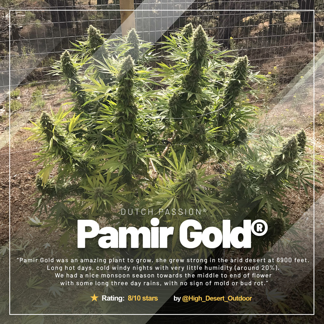 /Pamir-Gold-high-altitude-cannabis-growing