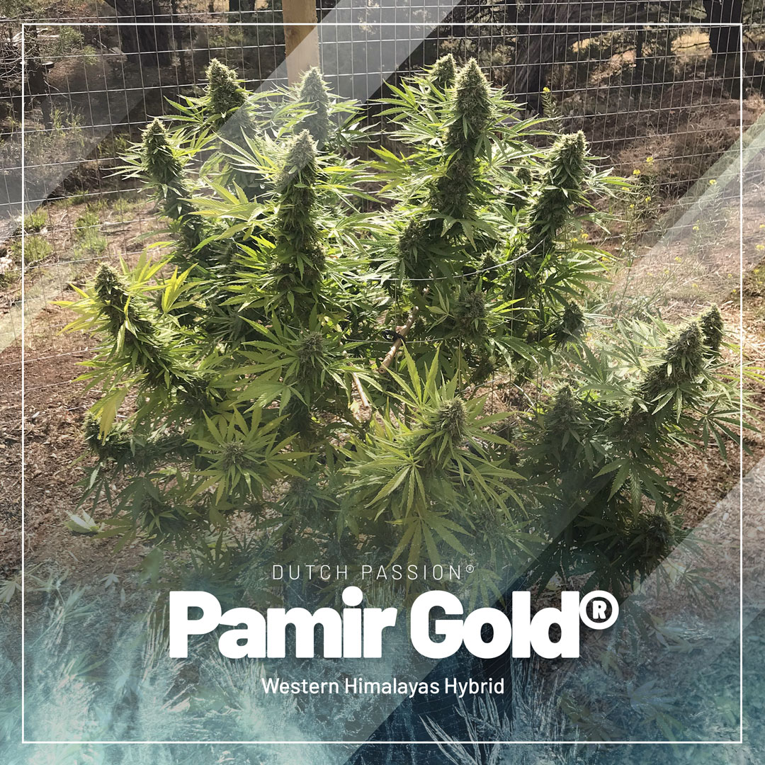 Pamir-gold-the-cold-resistant-cannabis-strain-for-high-altitude