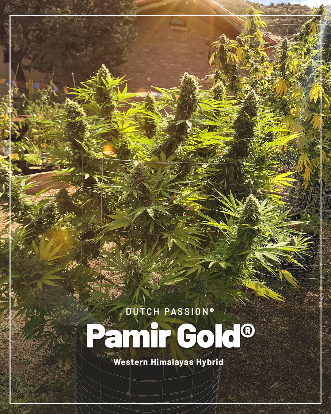 Pamir-gold-the-golden-strain-for-those-growing-cannabis-plants-at-altitude