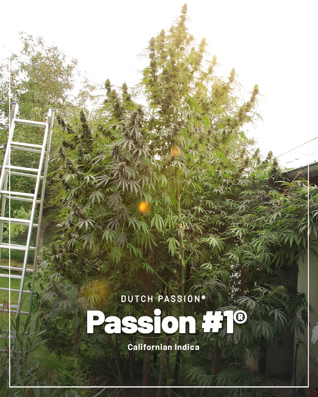 Passion-1-for-growing-large-outdoor-cannabis-plants