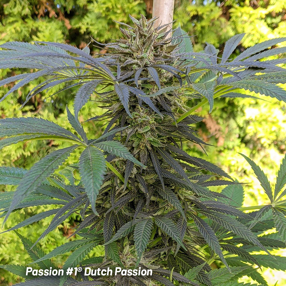 Passion-1-outdoor-cannabis-strains