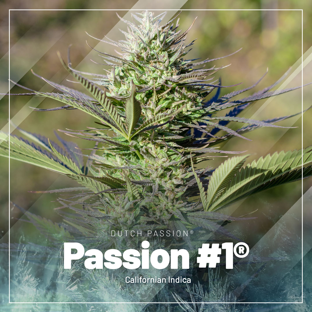 Passion-1-the-dutch-outdoor-cannabis-champion