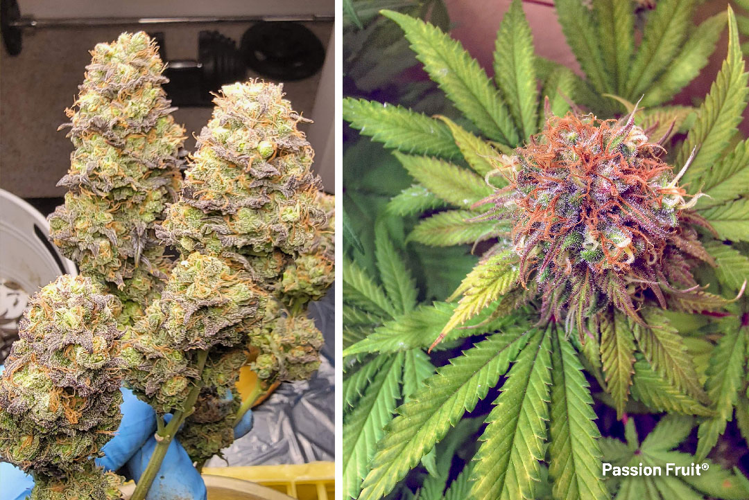 Passion-Fruit-dutch-passion-cannabis-with-fruity-terpenes-like-myrcene
