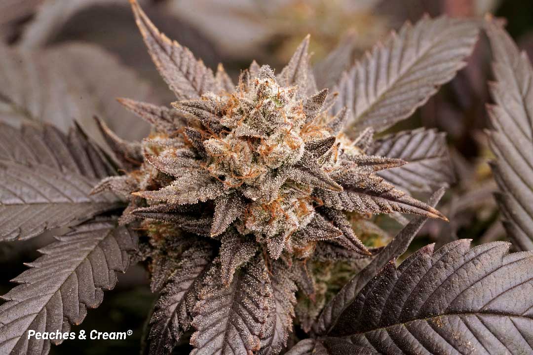 Peaches and Cream frosty dark leaf cannabis flower