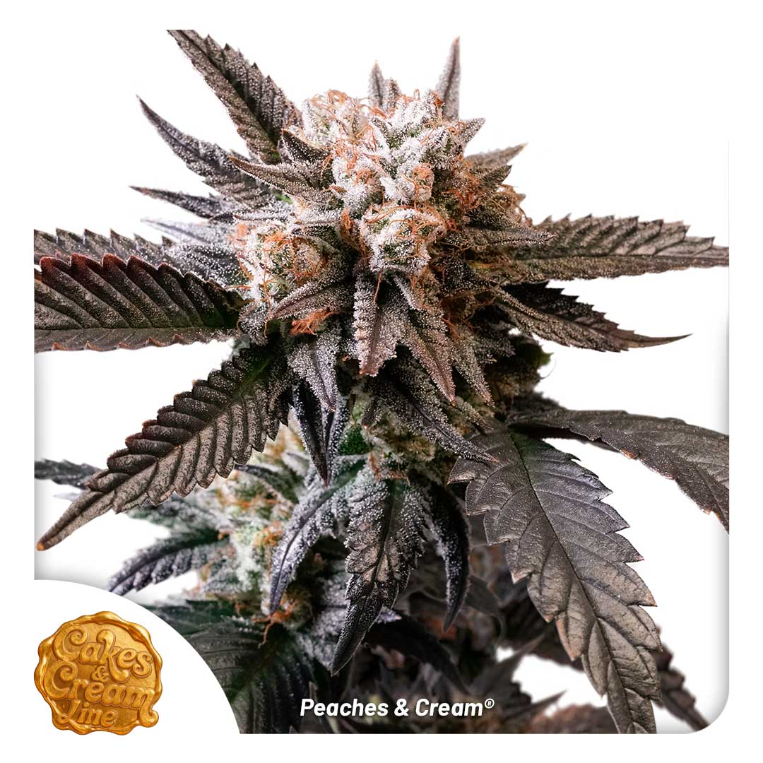 Peaches and Cream regular limited seeds by Dutch Passion