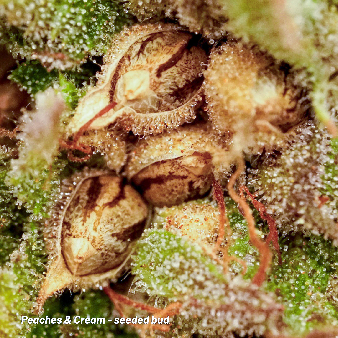 Peaches and Cream seeded bud by Dutch Passion Seed Company