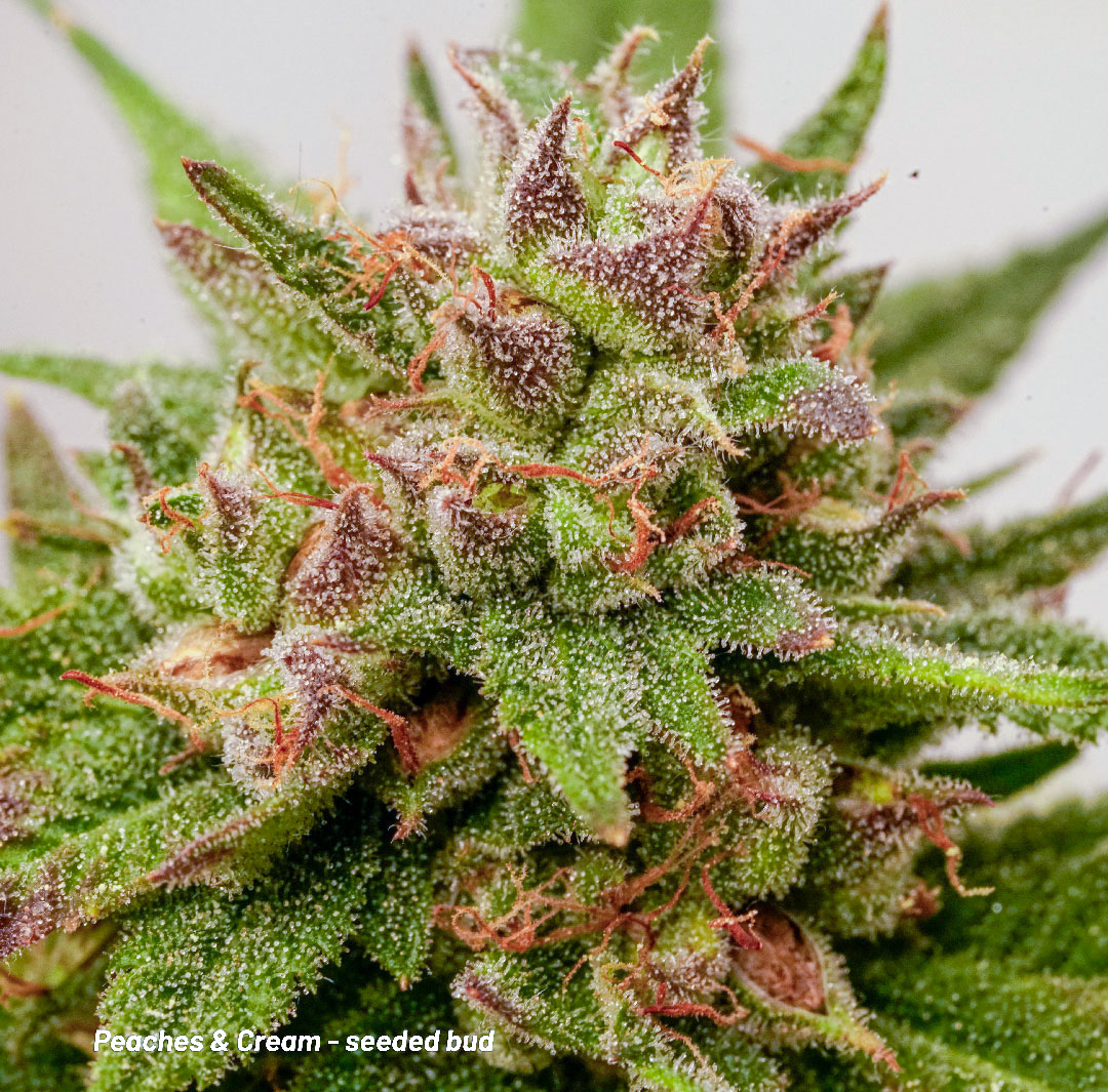 Peaches and Cream seeded bud cakes and cream by Antonio