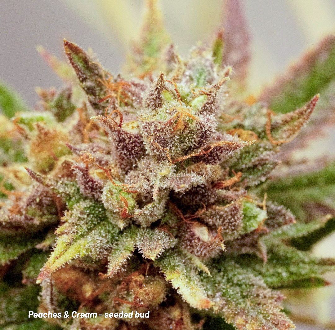 Peaches and Cream seeded bud cakes and cream line