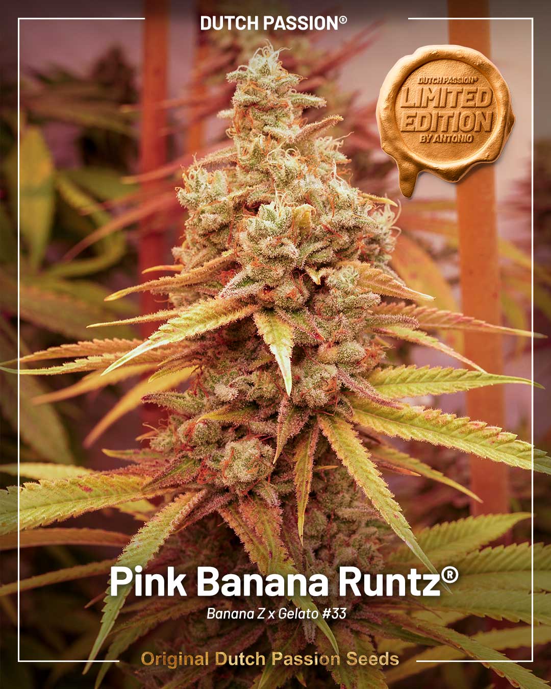 Pink Banana Runtz limited cannabis seeds by Dutch Passion