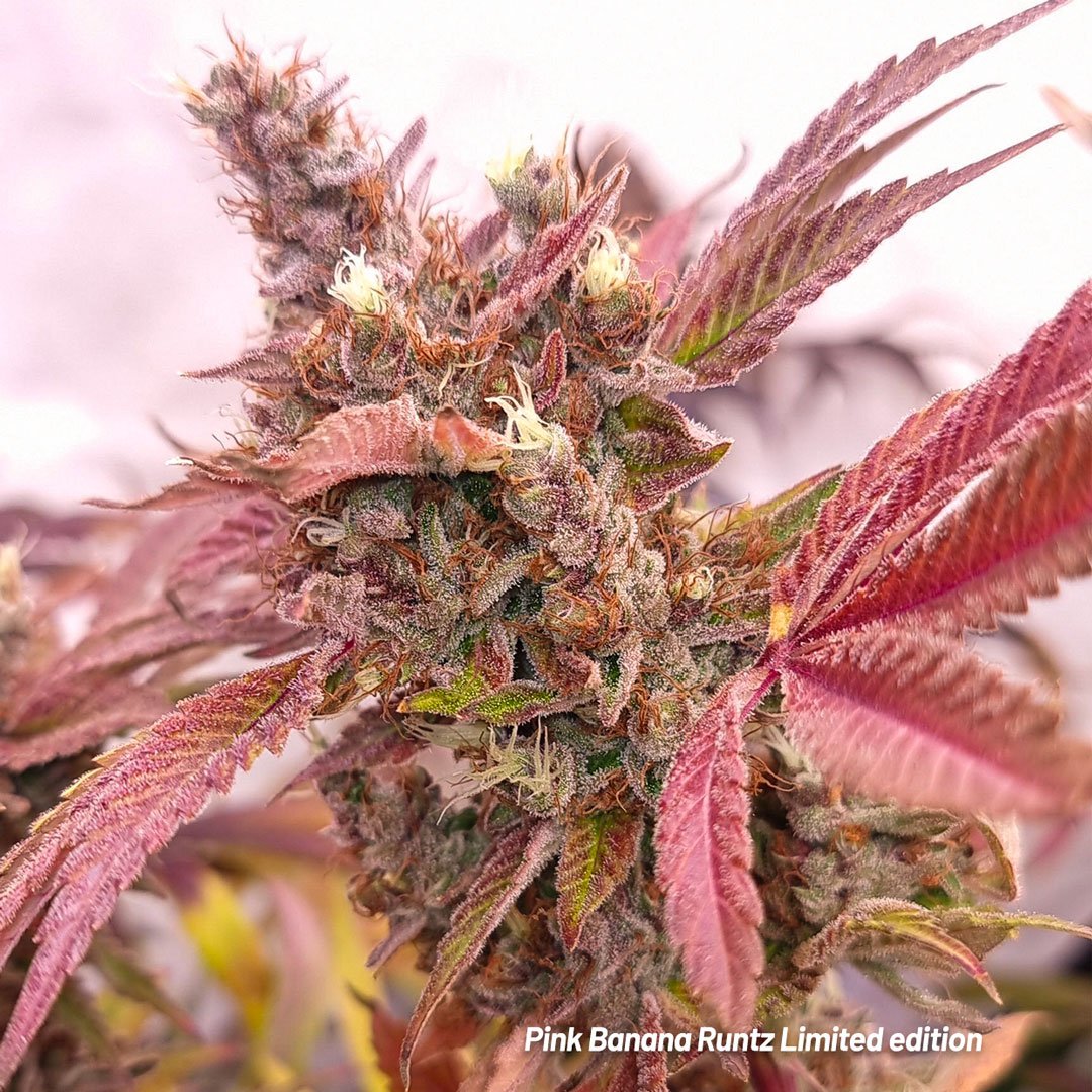 Pink-Banana-Runtz-limited-cannabis-seeds