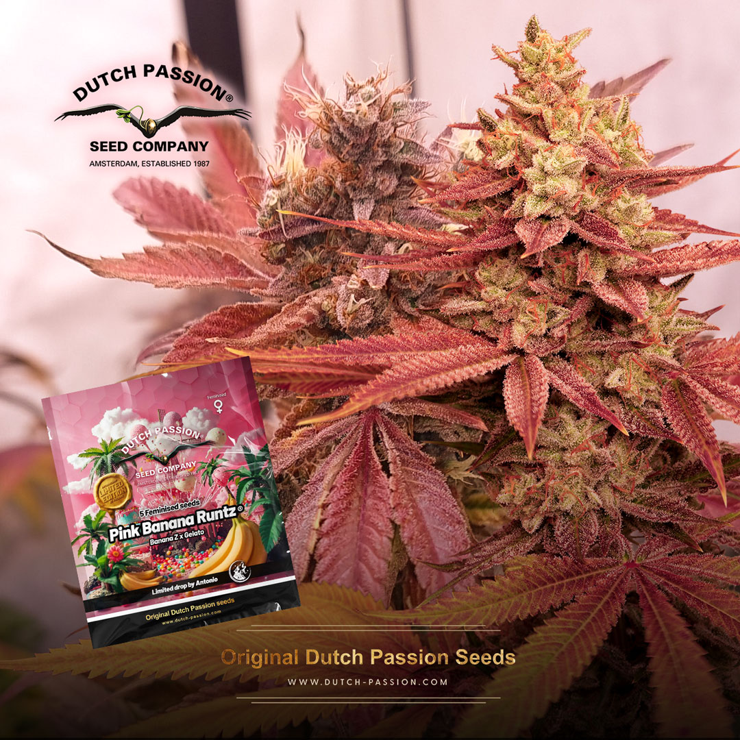 Pink-Banana-Runtz-limited-drop-by-antonio-dutch-passion