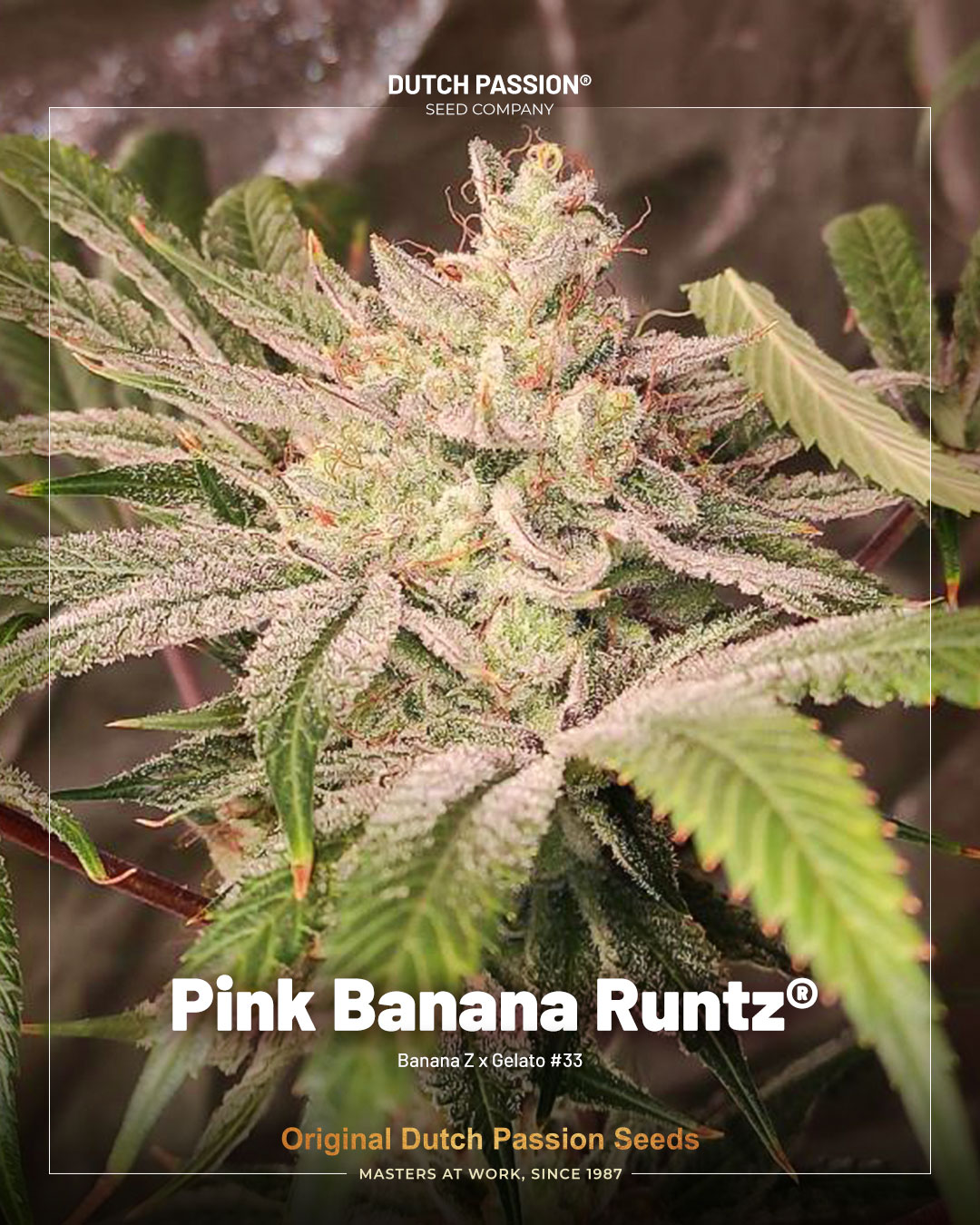 Pink Banana Runtz limited edition cannabis seeds