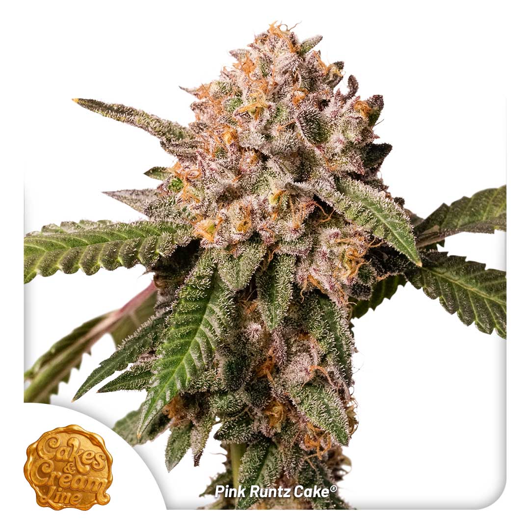 Pink Runtz Cake regular limited seeds by Dutch Passion