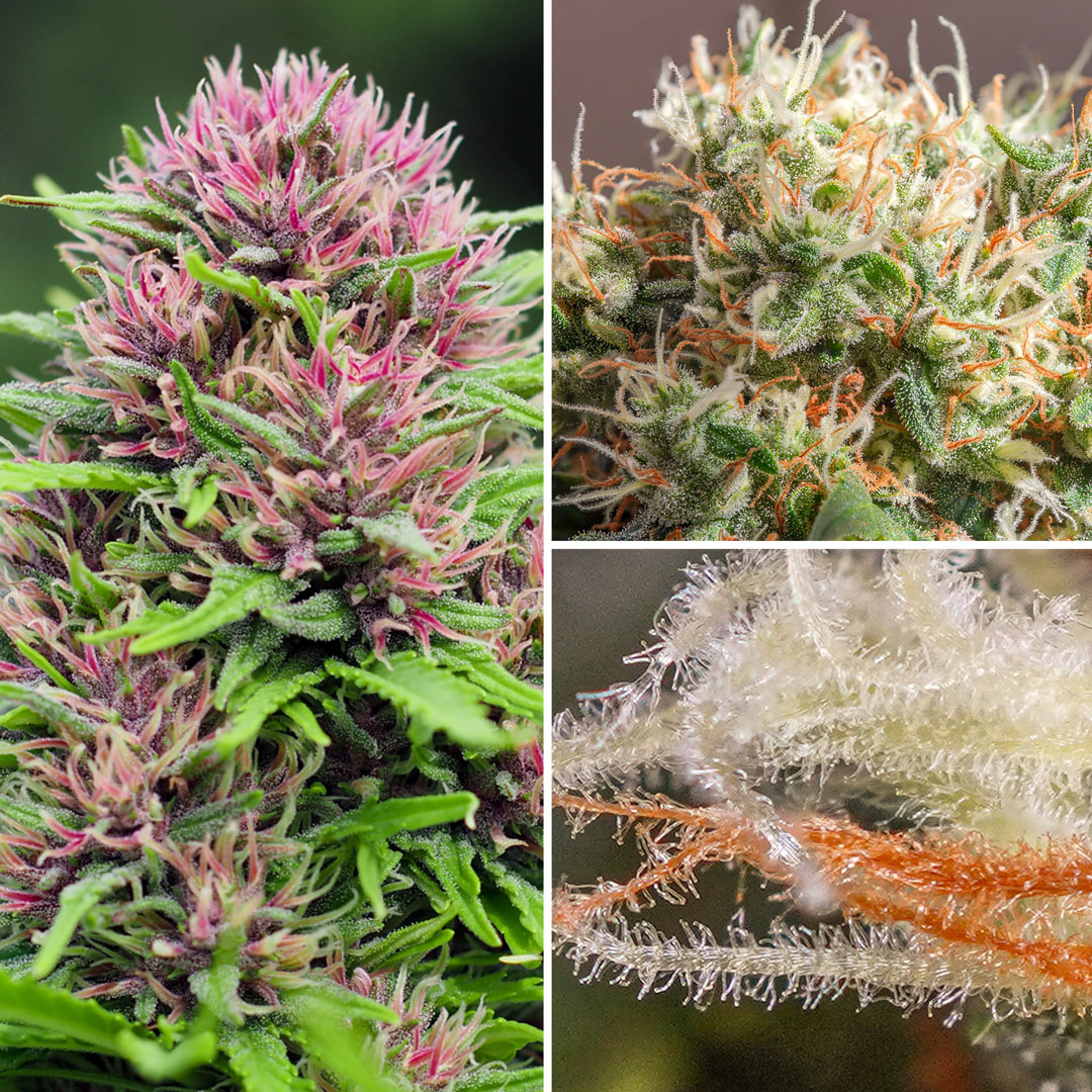 Pistils-and-stigmas-hairs-on-the-female-cannabis-flower
