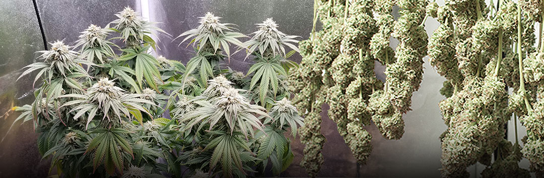 Plant-health-and-yield-for-cannabis