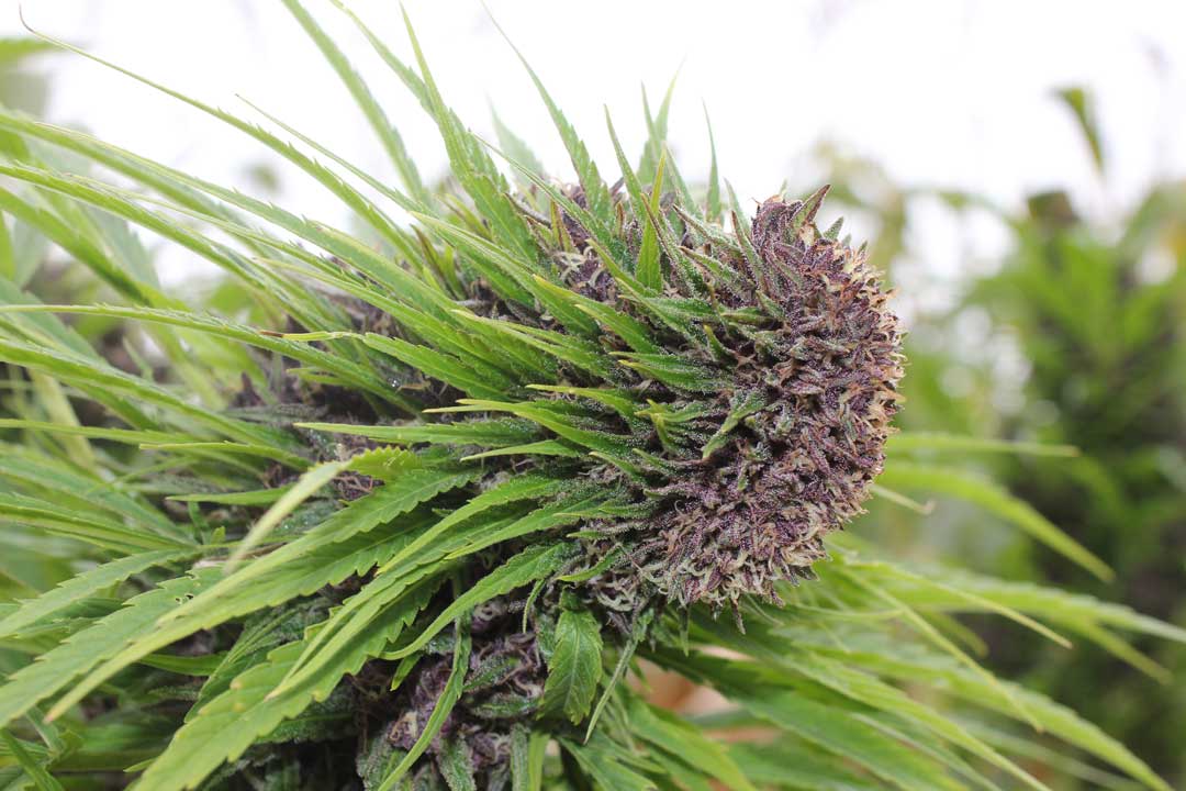 Polyploidism-in-cannabis-what-is-it