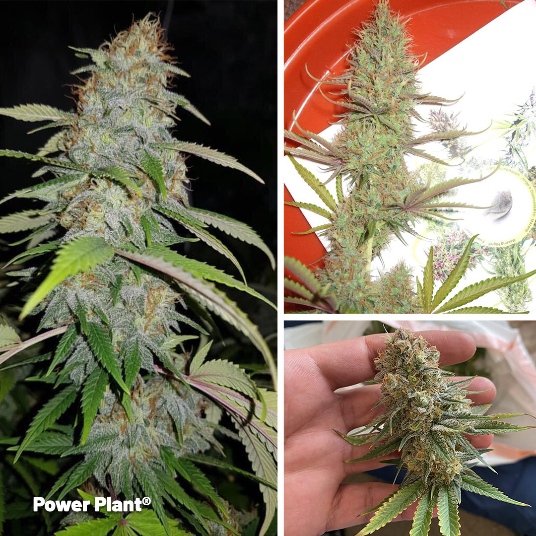 Power-Plant-Legendary-original-sativa-genetics