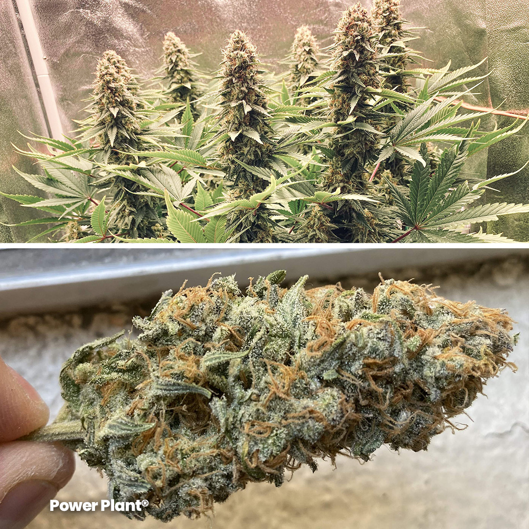 Power-Plant-sativa-dominant-frosty-classic-weed-by-dutch-passion