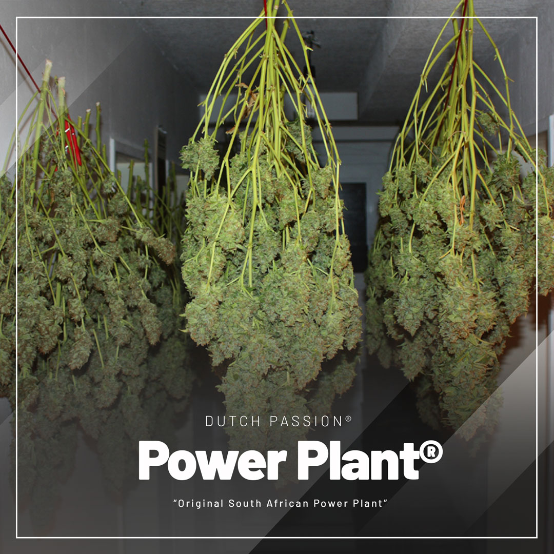 Power-plant-cannabis-seeds-regular