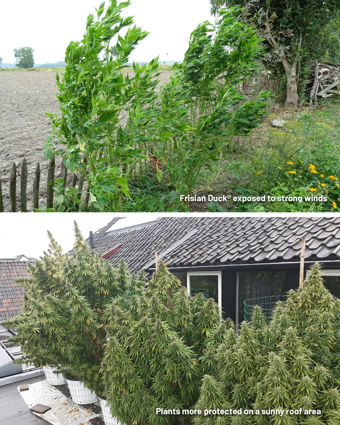 Protect-your-plants-from-storms-or-heatwaves