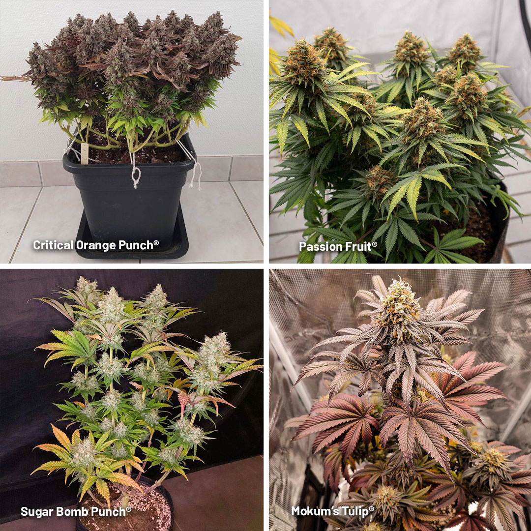 Quality-over-quantity-cannabis-plants-for-home-grown-harvest