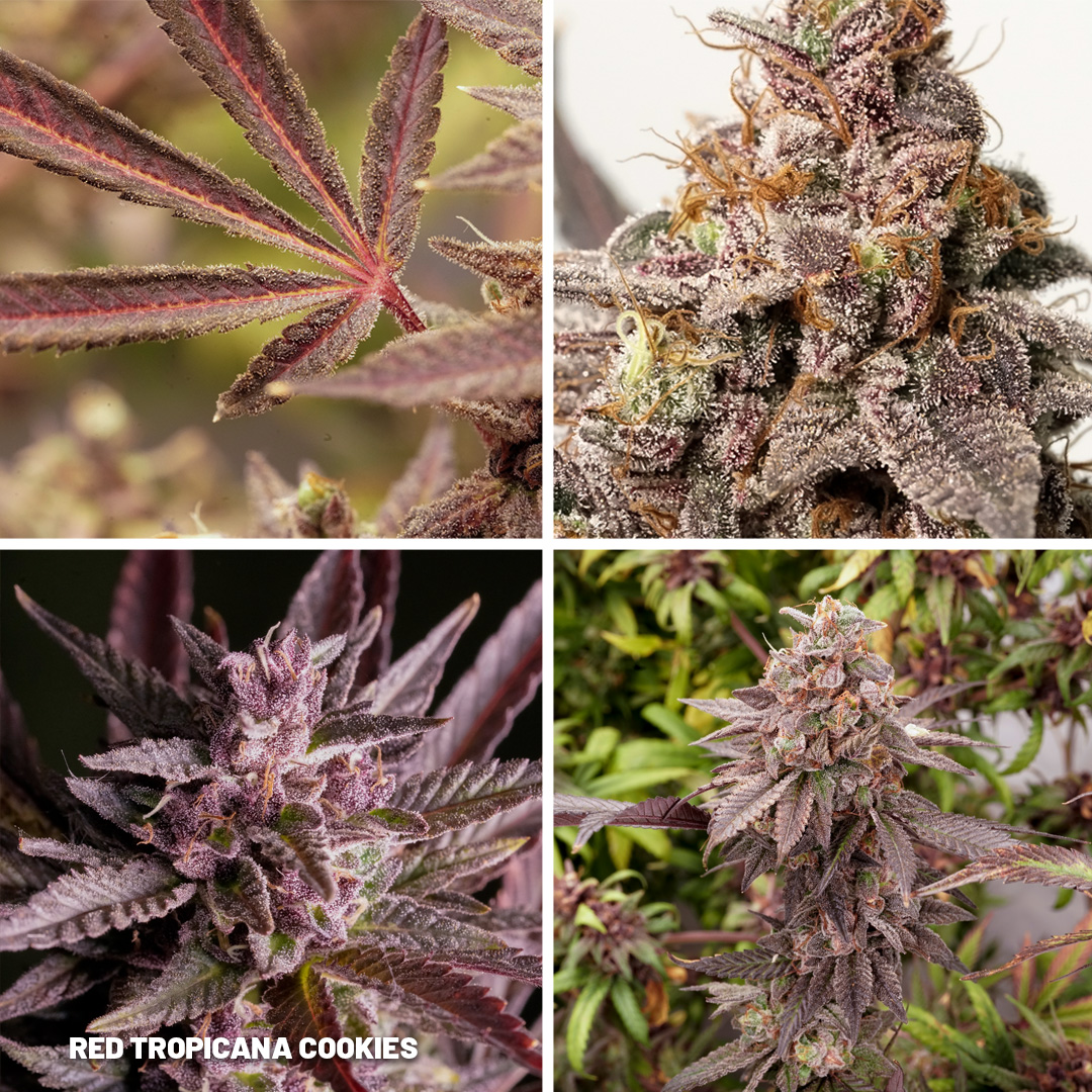 Red-tropicana-Cookies-cannabis-seeds-by-dutch-passion