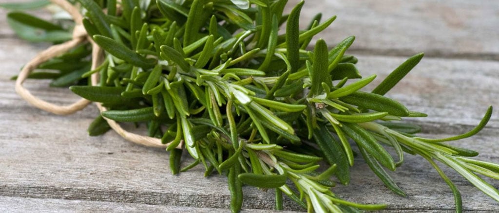 Rosemary-tobacco-replacement-for-spliffs-super-replacements