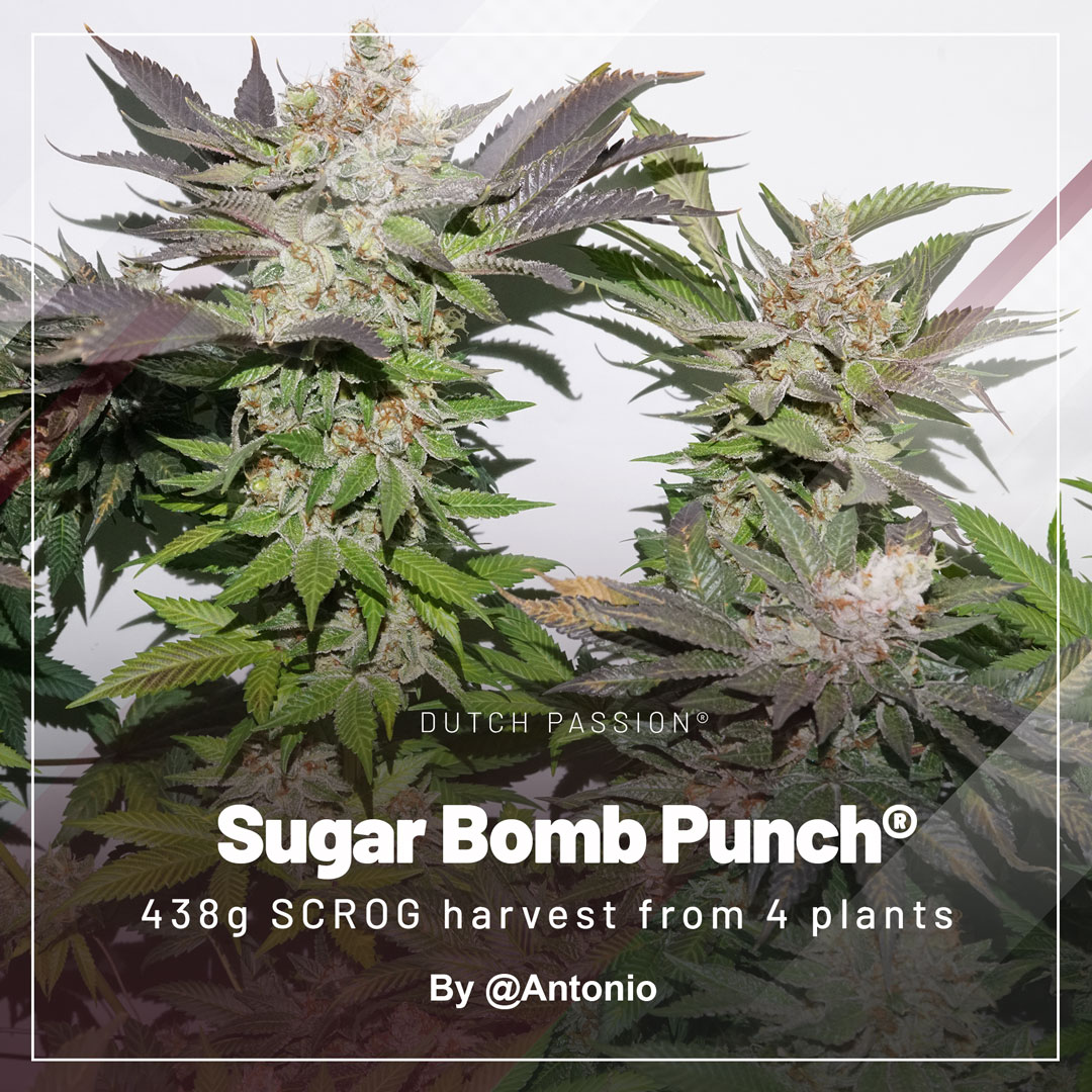 SBP-by-Antonio-4-plants-438-gr-Dutch-Passion