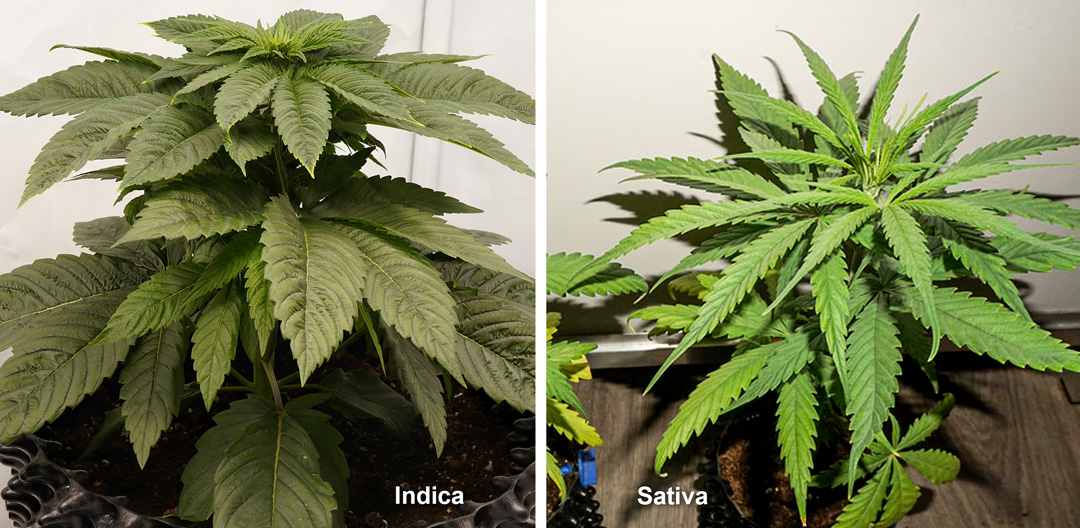 Sativa-vs-indica-cannabis-plants