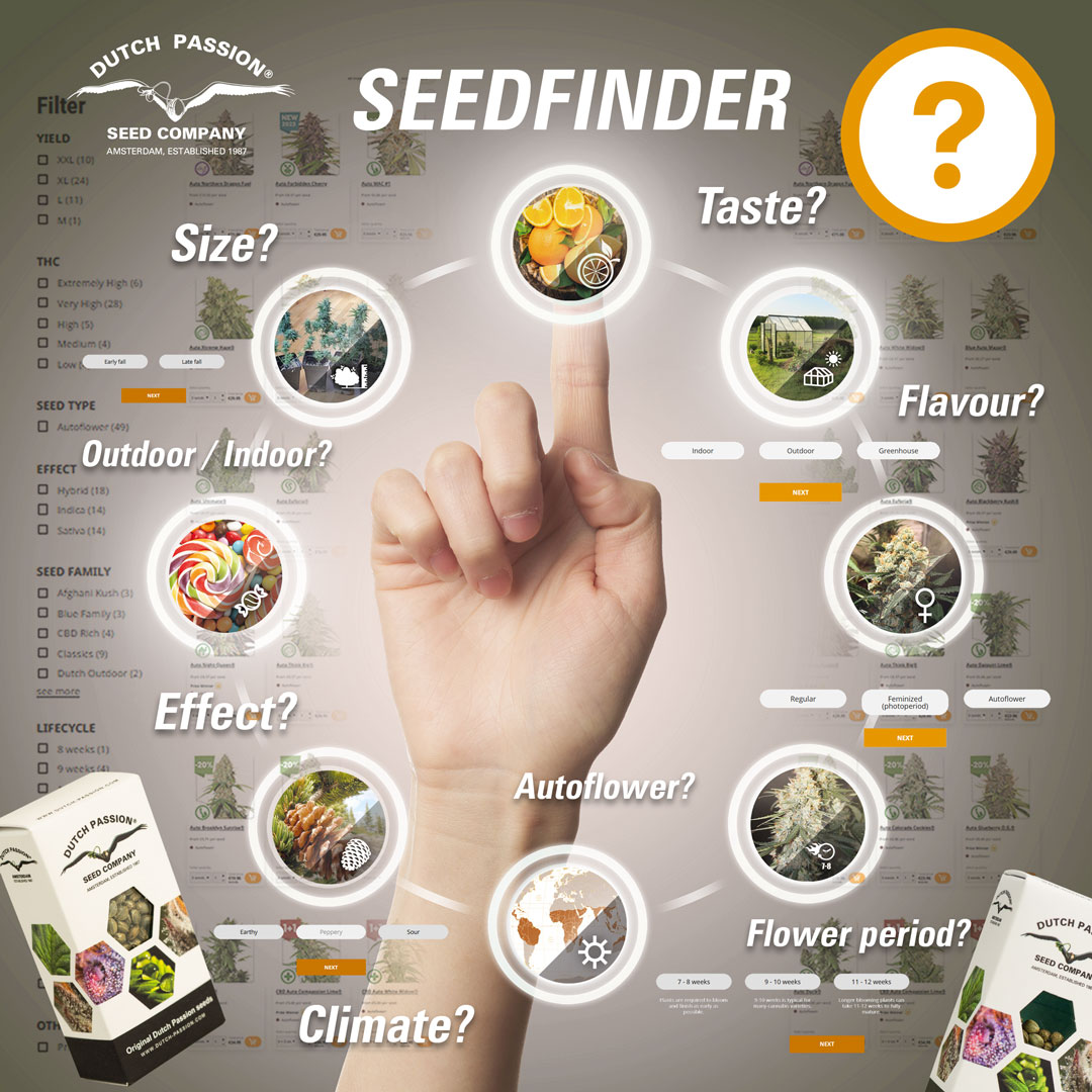 Seedfinder-help-with-choosing-a-cannabis-variety