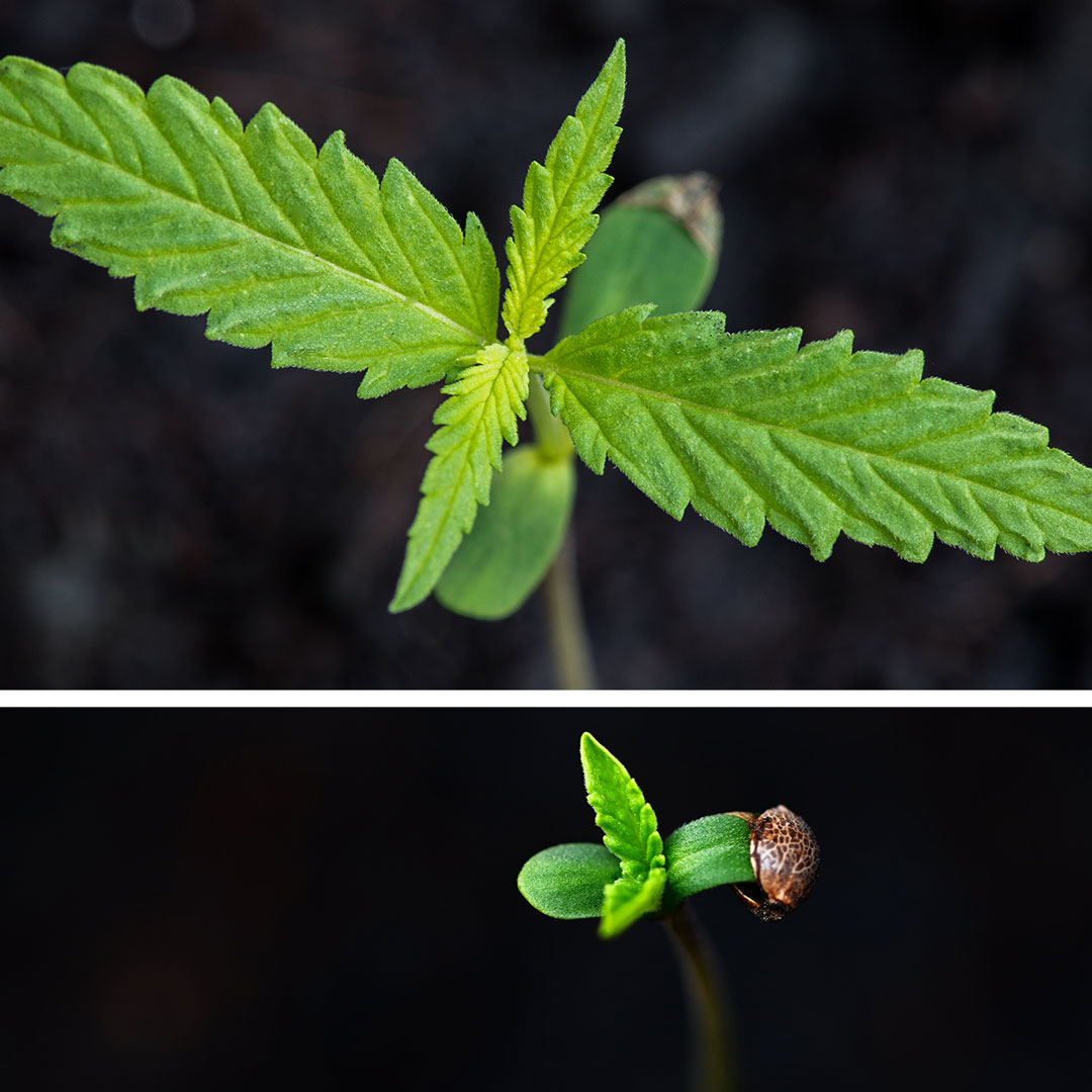 Seedling-growing-from-seed