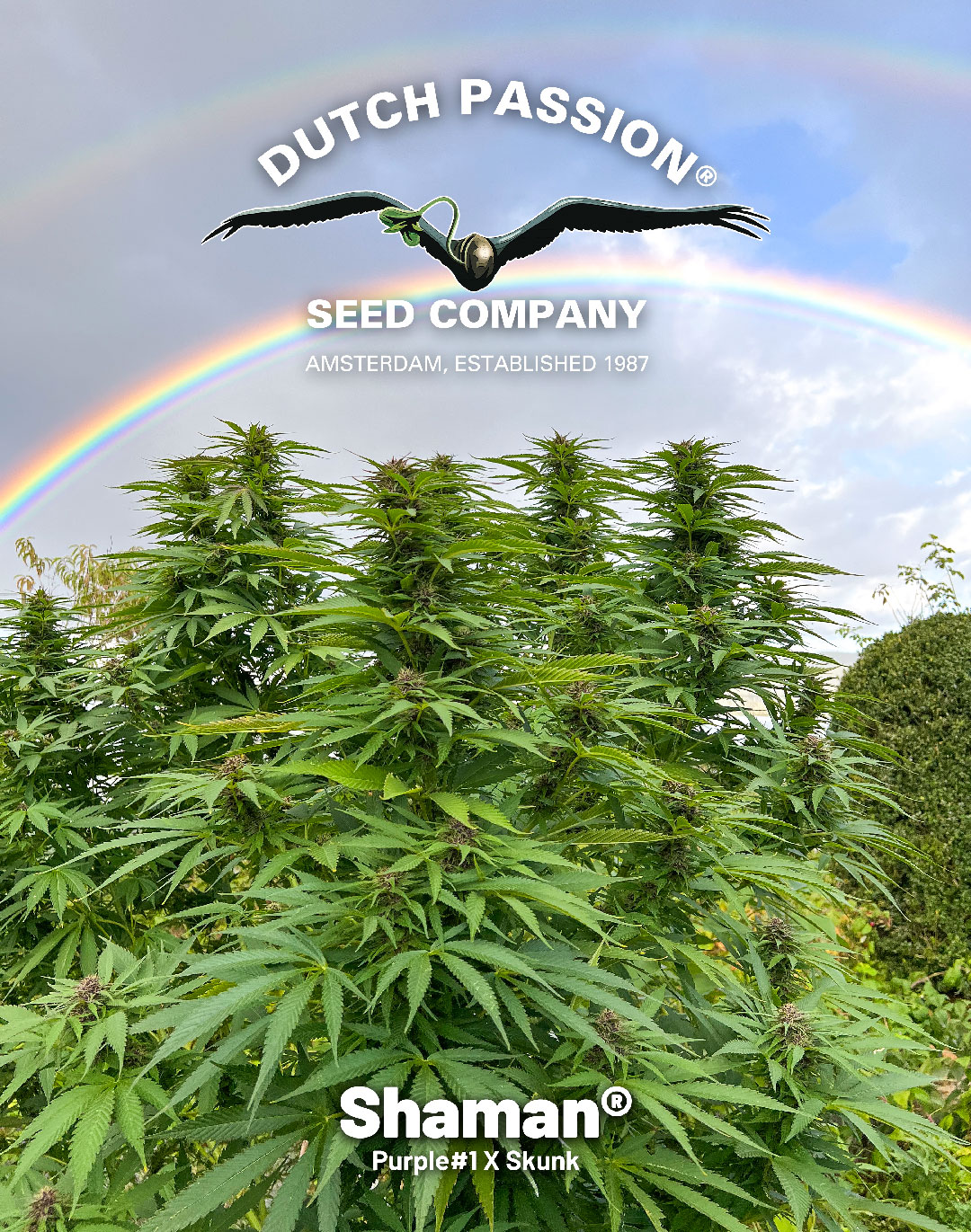 Shaman cannabis seeds can be purchased online at Dutch Passion
