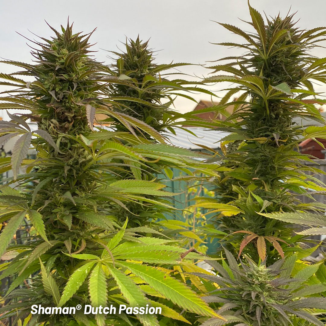 Shaman-cold-climate-cannabis