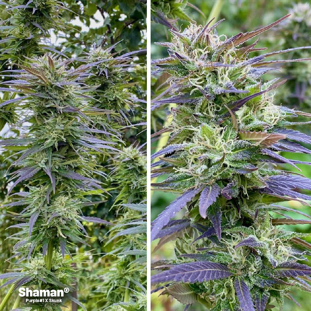 Shaman outdoor cannabis strain by Dutch Passion